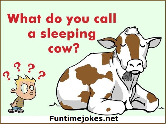 What do you call a sleeping cow?